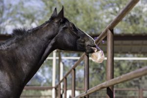 Animal Licking Salt product image