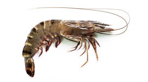 Black Tiger Shrimps product image