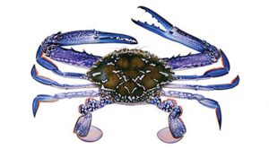 Blue Swimming Crab product image