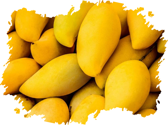 Mangoes Producer & Supplier from Pakistan