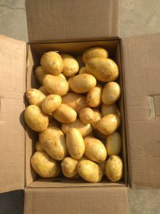 Potato (Washed) product image