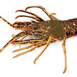 Rock Lobster Supplier and Exporter from Pakistan