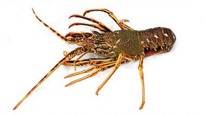 Rock Lobster product image