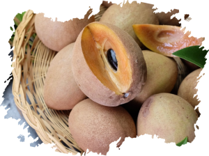 Sapodilla product image